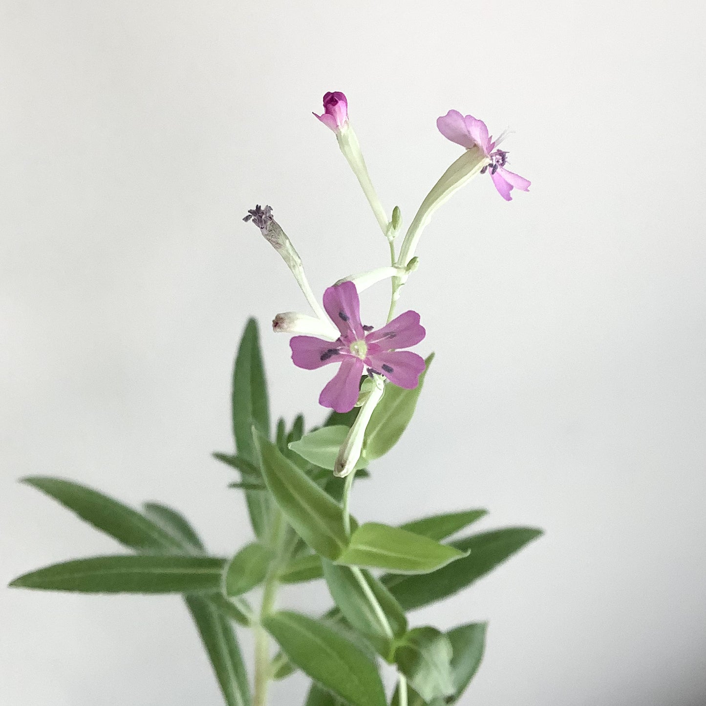 Tarjeta plantable - Miss you